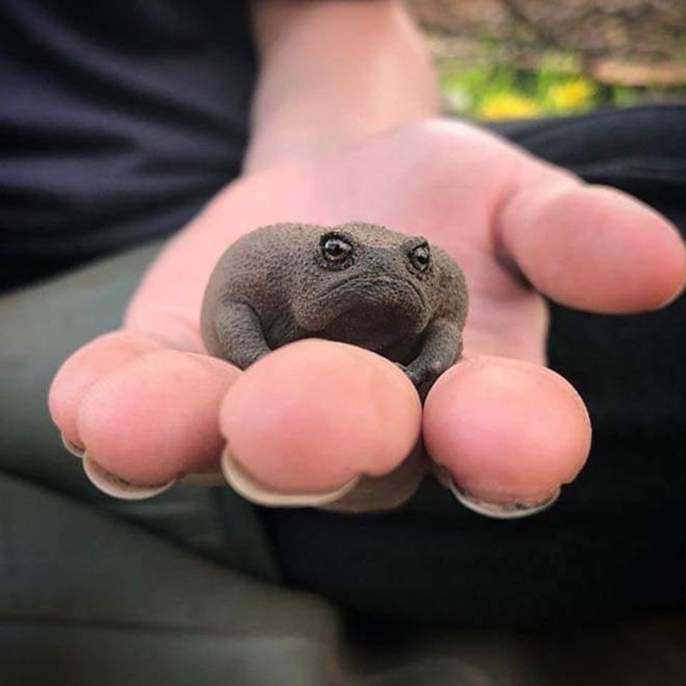 Sin embargo, se trata de una especie inofensiva para el ser humano y a la que además le gusta la compañía. (Foto: Instagram / <a href="http://www.instagram.com/p/CAgd9ySAF7K/" rel="nofollow noopener" target="_blank" data-ylk="slk:@22sect;elm:context_link;itc:0;sec:content-canvas" class="link ">@22sect</a>).