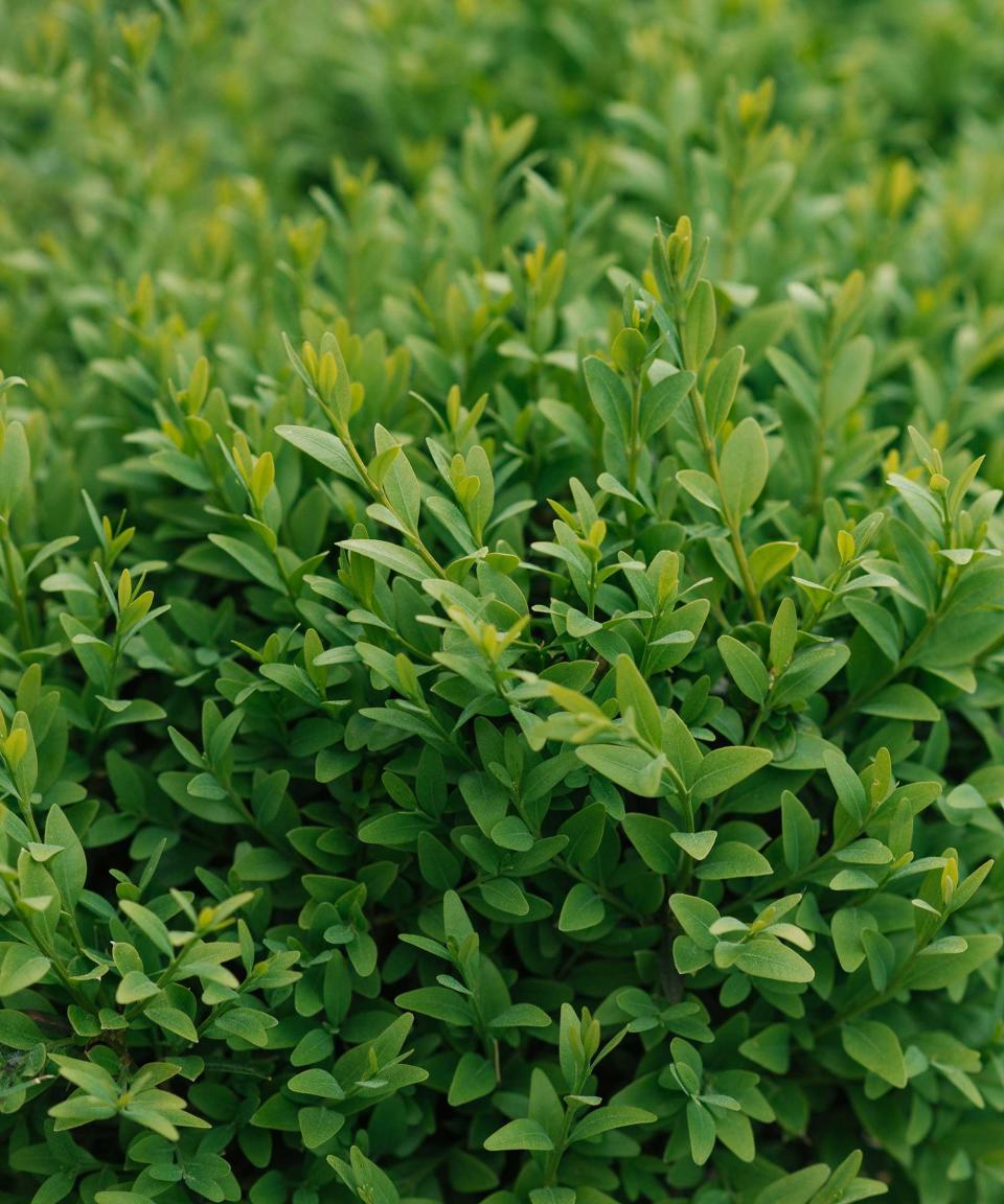 boxwood hedge