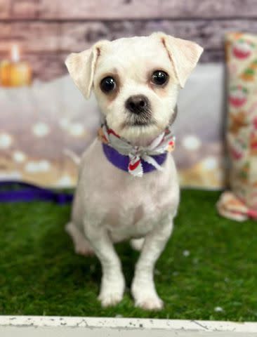 <p>Heather Hunt / SWNS</p> Crumpet the dog after she spent three hours at the groomer getting cereal removed from her fur