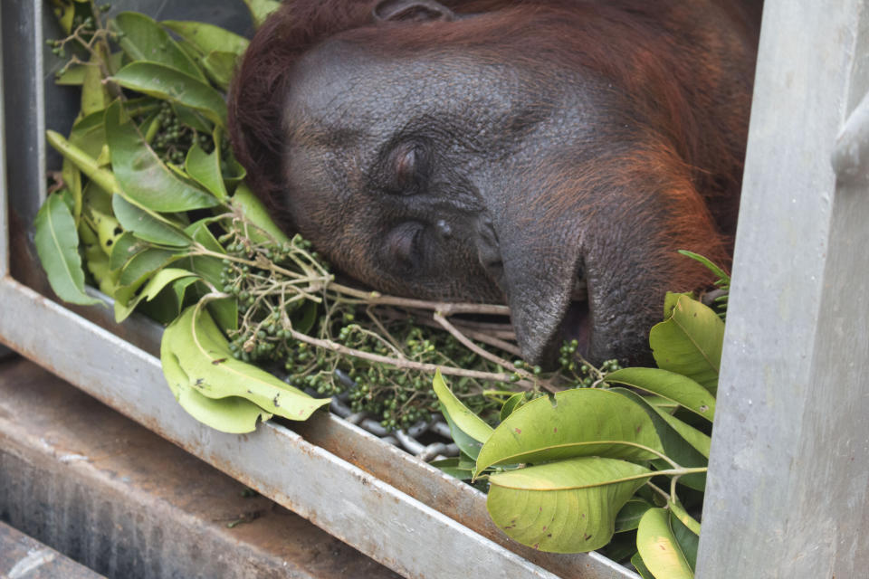 Orangutan rescue