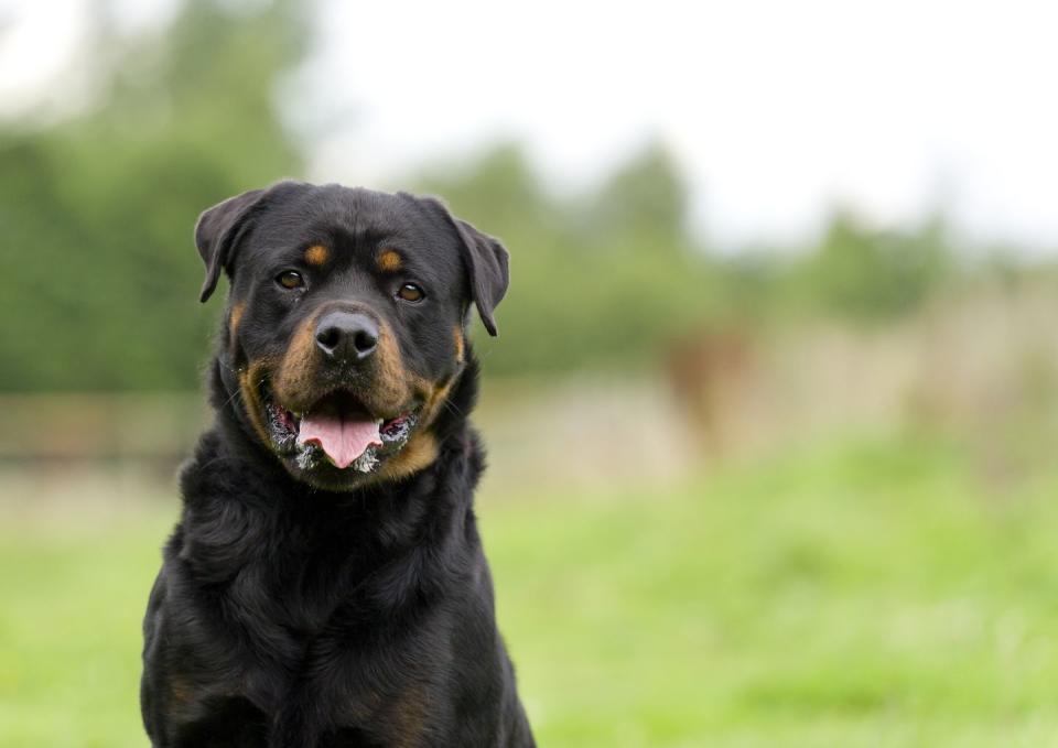 rottweiler