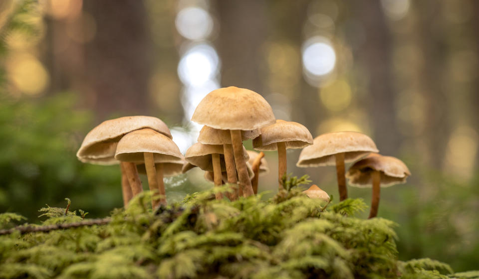 Findet hier gerade eine angeregte Unterhaltung statt? Ein Forscher stellt eine kühne Theorie auf (Symbolbild: Getty Images)