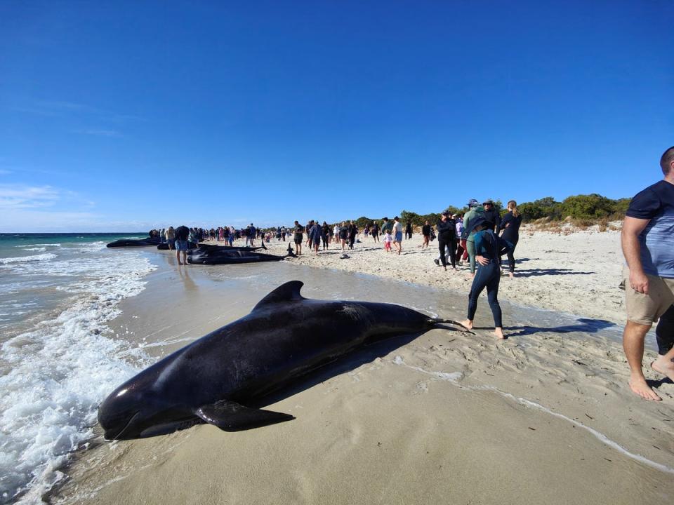 The beached whales were discovered on Thursday (via REUTERS)