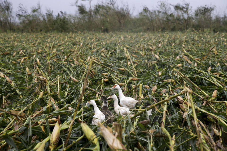 Ducks walk along a cornfield totally damaged by strong winds from Typhoon Mangkhut as it barreled across Tuguegarao city, Cagayan province, northeastern Philippines on Saturday, Sept. 15, 2018. The typhoon hit at the start of the rice and corn harvesting season in Cagayan, a major agricultural producer, prompting farmers to scramble to save what they could of their crops, Cagayan Gov. Manuel Mamba said. The threat to agriculture comes as the Philippines tries to cope with rice shortages. (AP Photo/Aaron Favila)