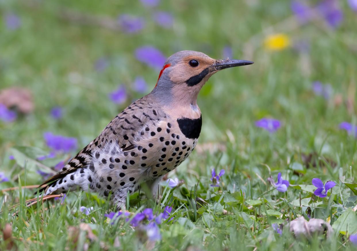 A male northern flicker hunts ants in McCormac's lawn.