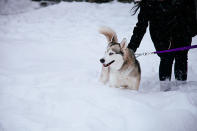 <p>Ama tanto el frío que le encanta acurrucarse en la nieve poniendo la cola sobre la nariz para darse calor. Además, tiene un pelaje grueso entre los dedos y una doble capa de pelo en el cuerpo, lo que lo convierte en un perro ideal para jalar trineos.<em> Foto:</em> <em>Cristian Calderon/EyeEm/Getty Images</em> </p>