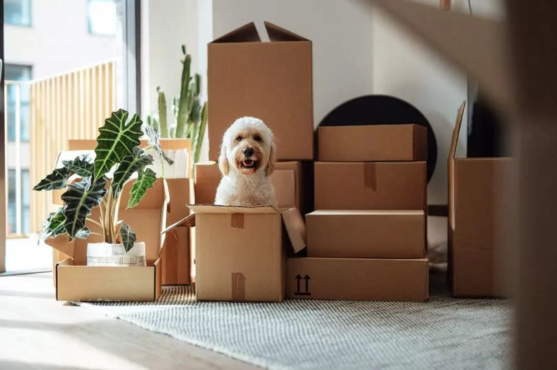 A cute goldendoodle dog sitting inside a delivery box against stacked cardboard boxes in the living room. House moving service. Home ownership concept. New change in lives.