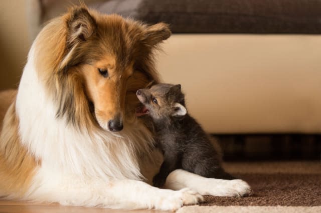 OBERSCHELD, GERMANY - JUNE 2014: Orphaned fox Dinozzo pictured at just a few weeks old with the Collie called Ziva, in June 2014, in Oberscheld, Germany. AN ORPHANED fox rescued from a road-side accident has bounced back to health ï¿½ thanks to a caring collie. The adorable three-week-old fox was found next to its dead mother who had been killed in a road traffic accident. He was inspected by a vet and brought to the home of Werner and Angelika Schmaing, from Oberscheld, Germany, where they care for a dog, a cat and two piglets. It was there the tiny fox named Dinozzo found its new mother ï¿½ a Collie called Ziva. Under its watchful care the fox has gone from strength to strength ï¿½ and has now begun to believe it is one of the dogs.PHOTOGRAPH BY Animal Press / Barcroft MediaUK Office, London.T +44 845 370 2233W www.barcroftmedia.comUSA Office, New York City.T +1 212 796 2458W www.barcroftusa.comIndian Office, Delhi.T +91 11 4053 2429W www.barcroftindia.com