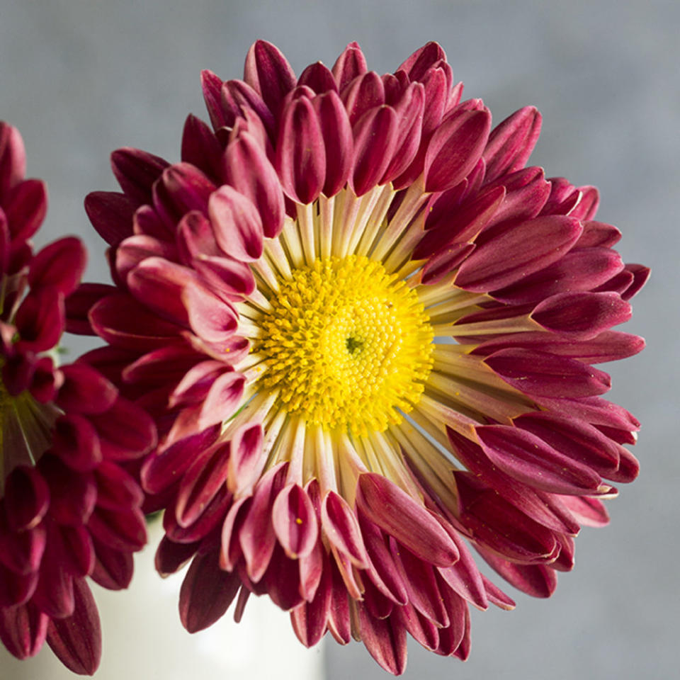 <p>Get a late-season dose of beauty from autumn’s most reliable flower</p>