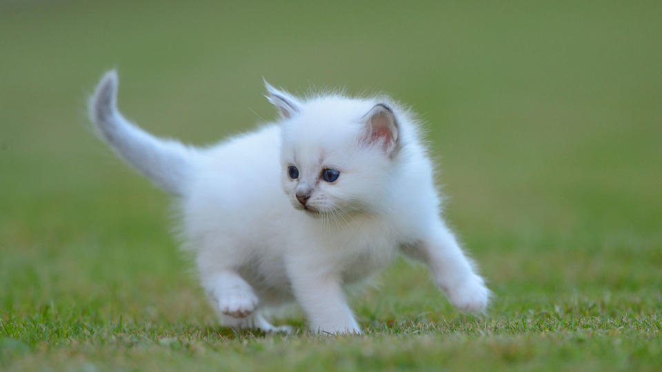 White Birman kitten