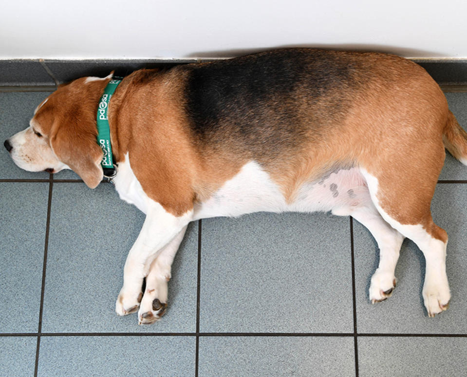 Luigi the Beagle who has been crowned top dog after shedding a third of his body weight. Source: PA.