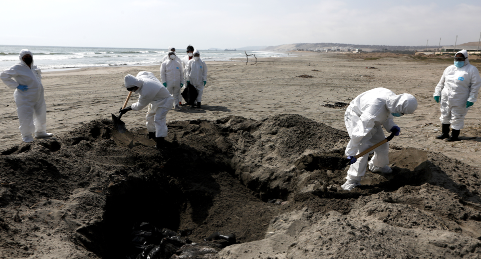 Dead birds being buried at beaches in Peru by people in PPE.