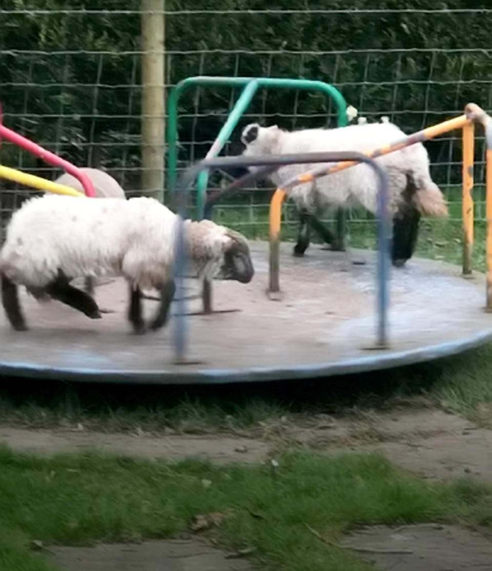 Lambs on roundabout