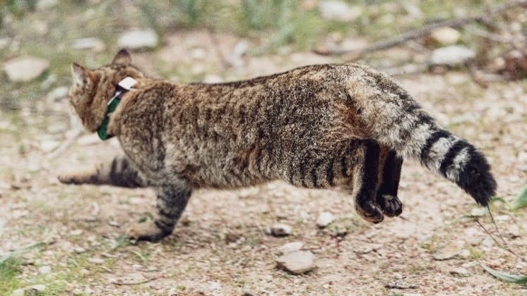  A collared Corsican wildcat running. 