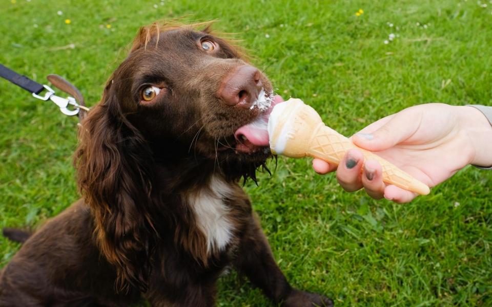 Dog licking ice cream - Credit: Ian Forsyth/ Getty Images Europe