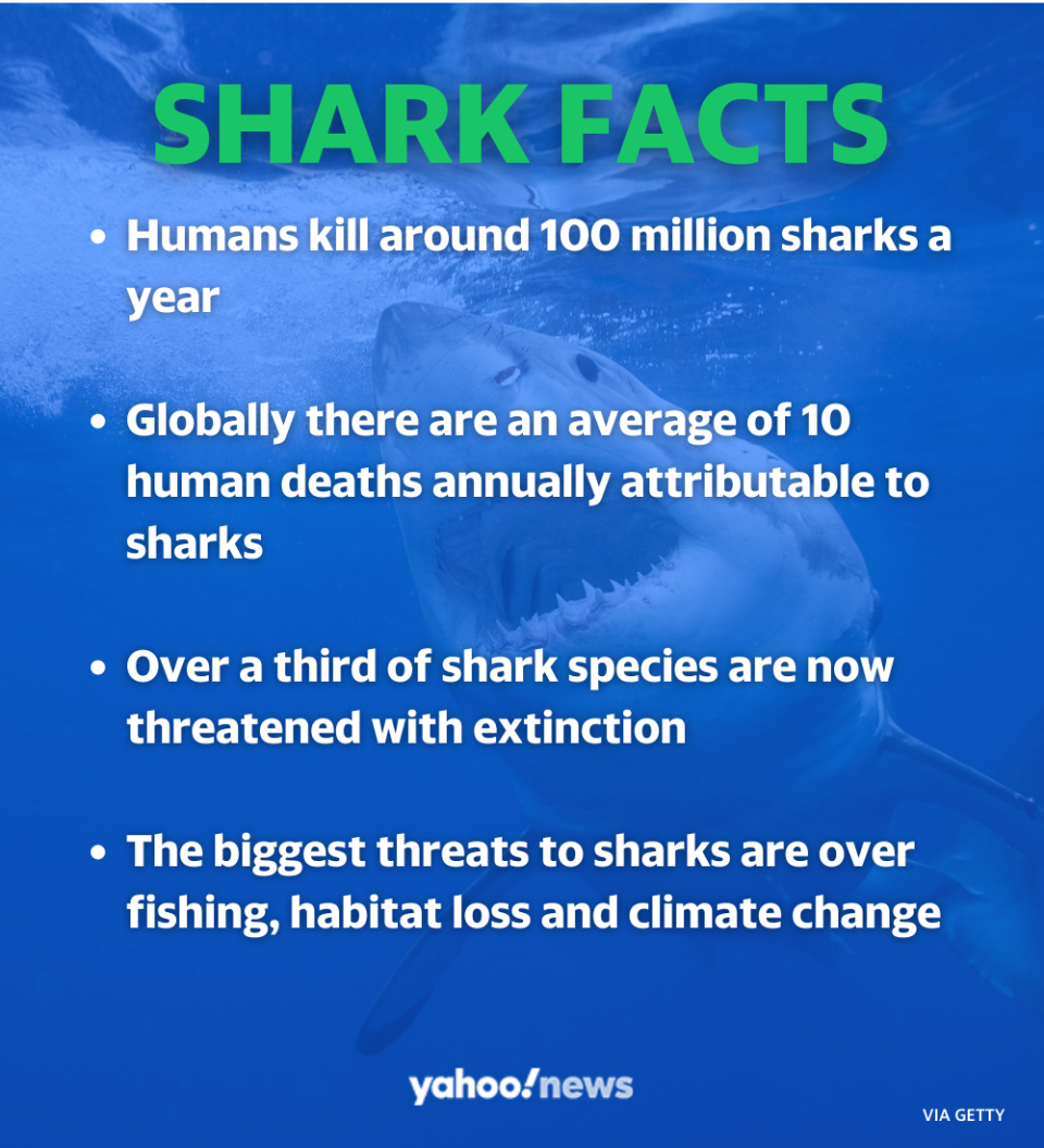 Shark facts. 