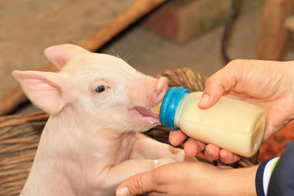 small baby piglet feeding from...