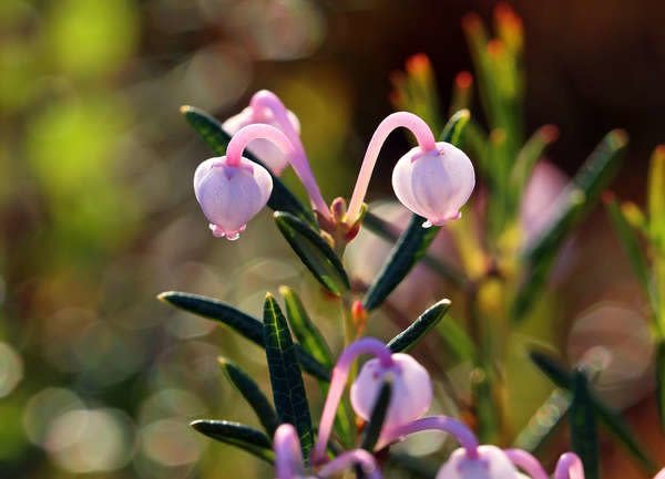 Blue Ice Bog Rosemary (Andromeda polifolia ‘Blue Ice’)