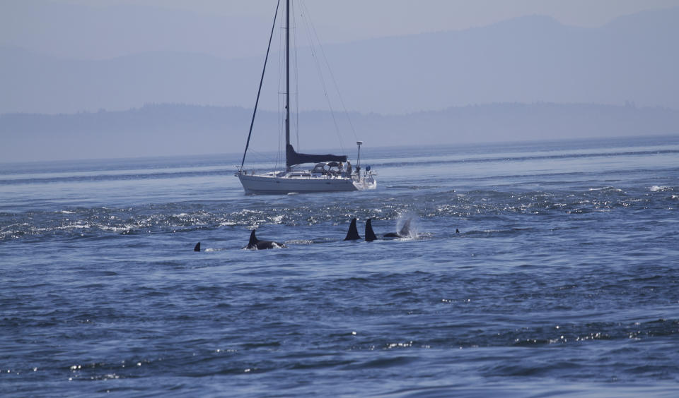 Die Angriffe von Orcas häufen sich, vor allem auf Segelboote haben sie abgesehen (Symbolbild: getty Images)