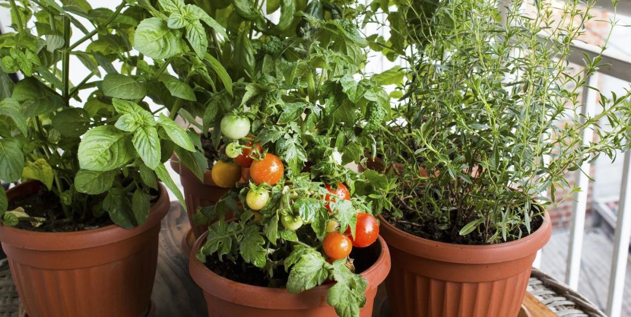 vegetables for containers