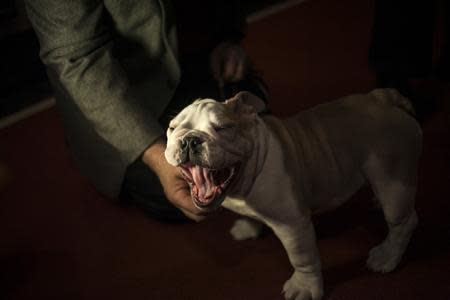 A bulldog puppy yawns at the American Kennel Club (AKC) in New York January 31, 2014. REUTERS/Eric Thayer