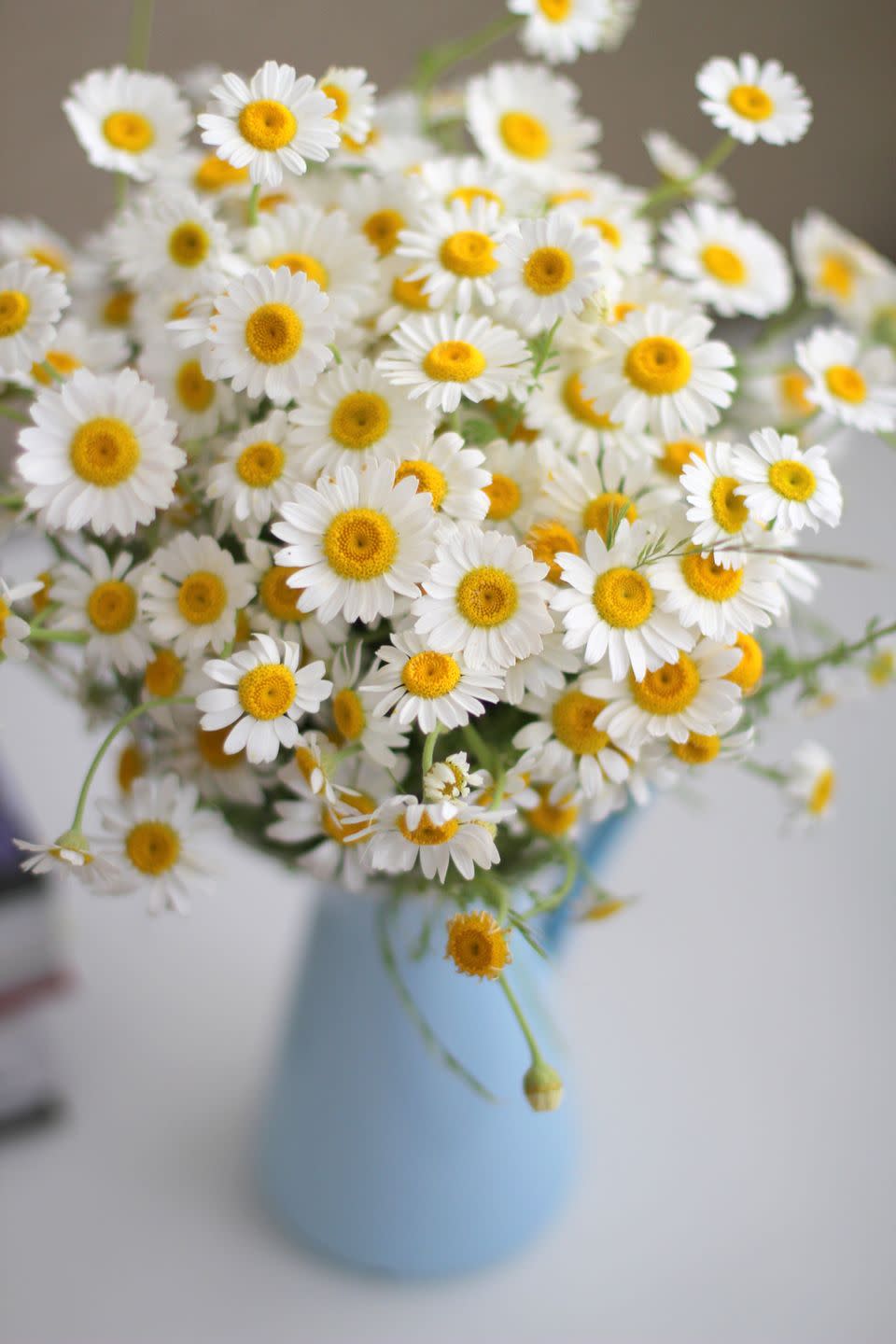 Daisies