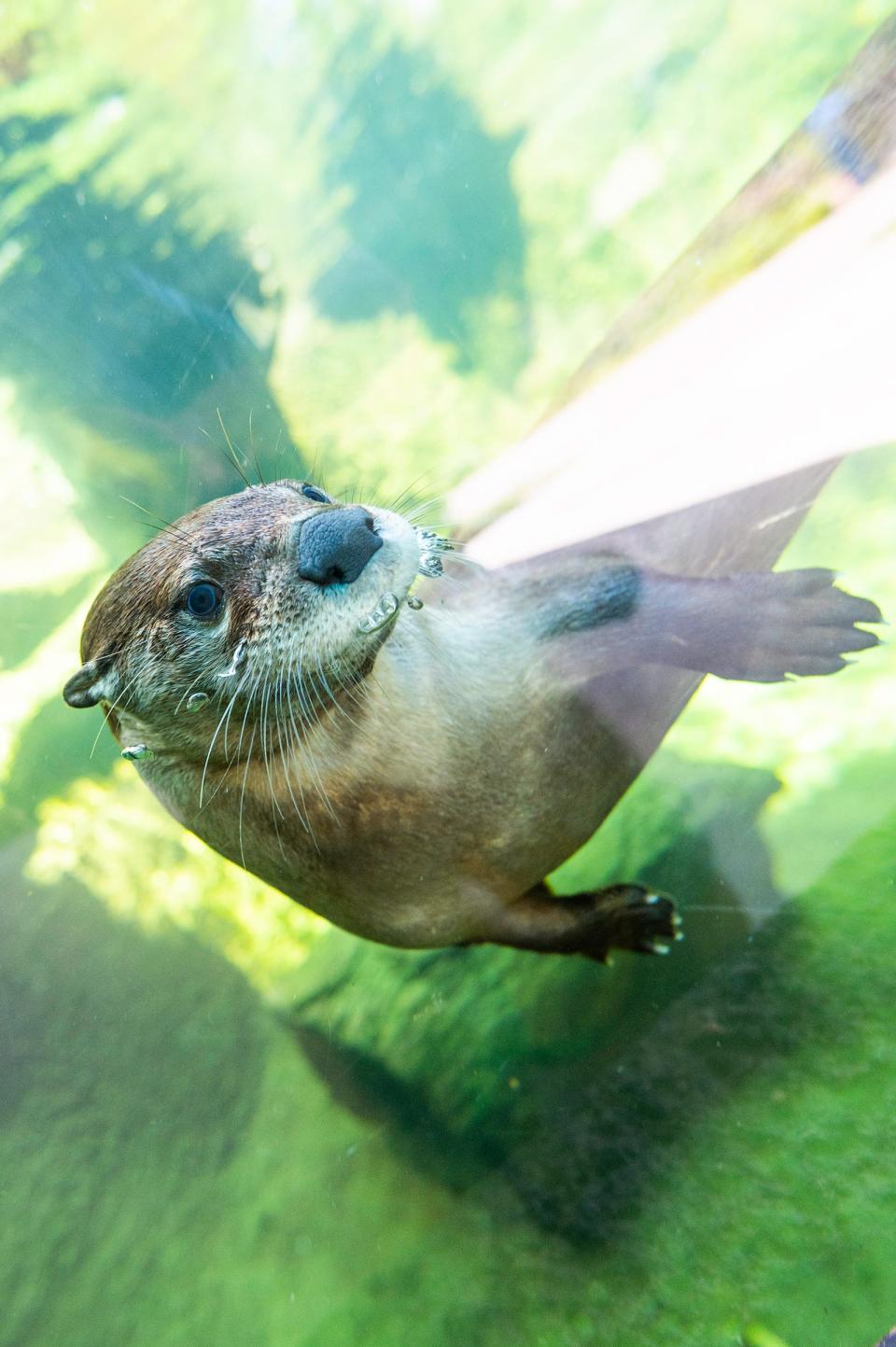 A North American river otter takes a swim at the Pueblo Zoo.