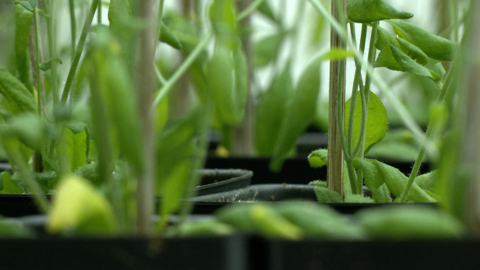 MSU plant biology researches sent genetically modified and unmodified seeds into lunar orbit.