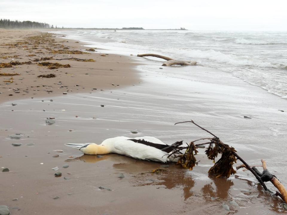 5,500 sick or dead birds recorded in New Brunswick last year, scientist says - Yahoo News Canada