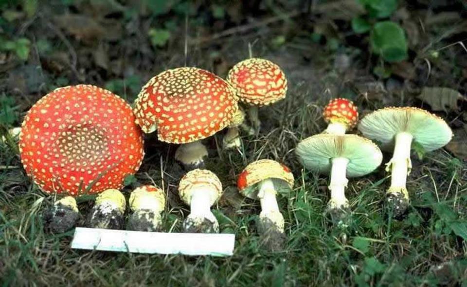 Fly agaric mushroom (Amanita muscaria) are seen in the field in a photo provided by the U.S. Forest Service. A Lake Tahoe hospital is warning area residents to avoid the mushrooms, which can cause gastrointestinal and neurological problems when consumed.