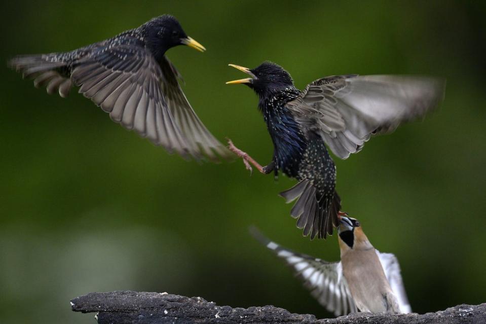 Starlings are now on the RSBP’s red list despite previously being common (EPA)