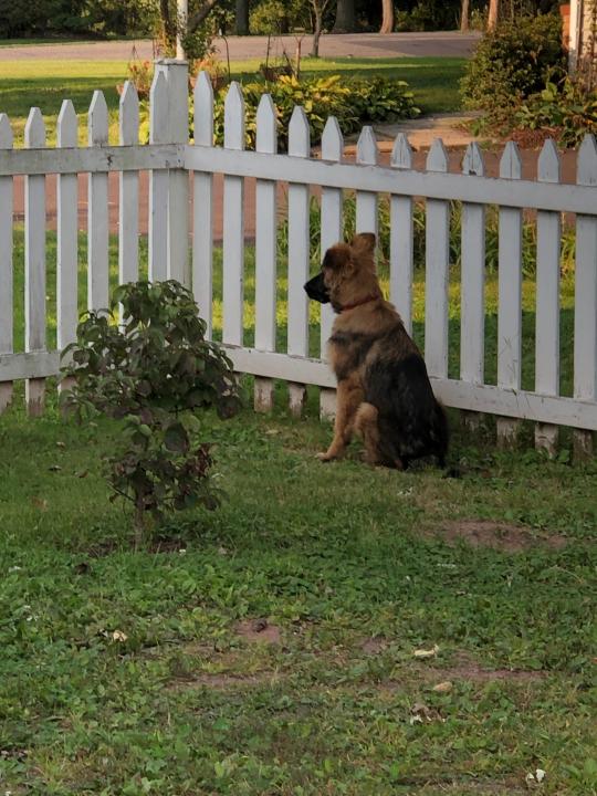 Who would leave this poor boy without petting him?!