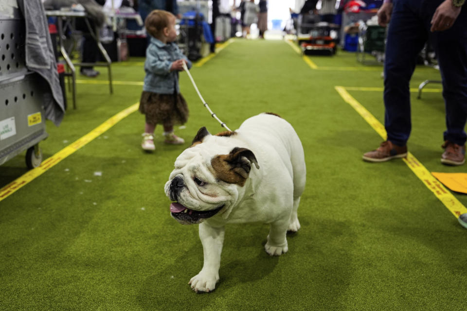 A dog walks through the grooming area during the 148th Westminster Kennel Club Dog show, Monday, May 13, 2024, at the USTA Billie Jean King National Tennis Center in New York. (AP Photo/Julia Nikhinson)