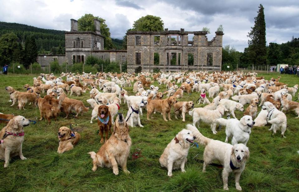 A record 466 Golden Retrievers from more than 12 countries gather at their ancestral home at the Guisaschan Estate near Tomich in the HIghlands of Scotland to celebrate the 155th Anniversary of the breed founded by Lord Tweedmouth in 1868.<span class="copyright">Sandra Mailer—Shutterstock</span>
