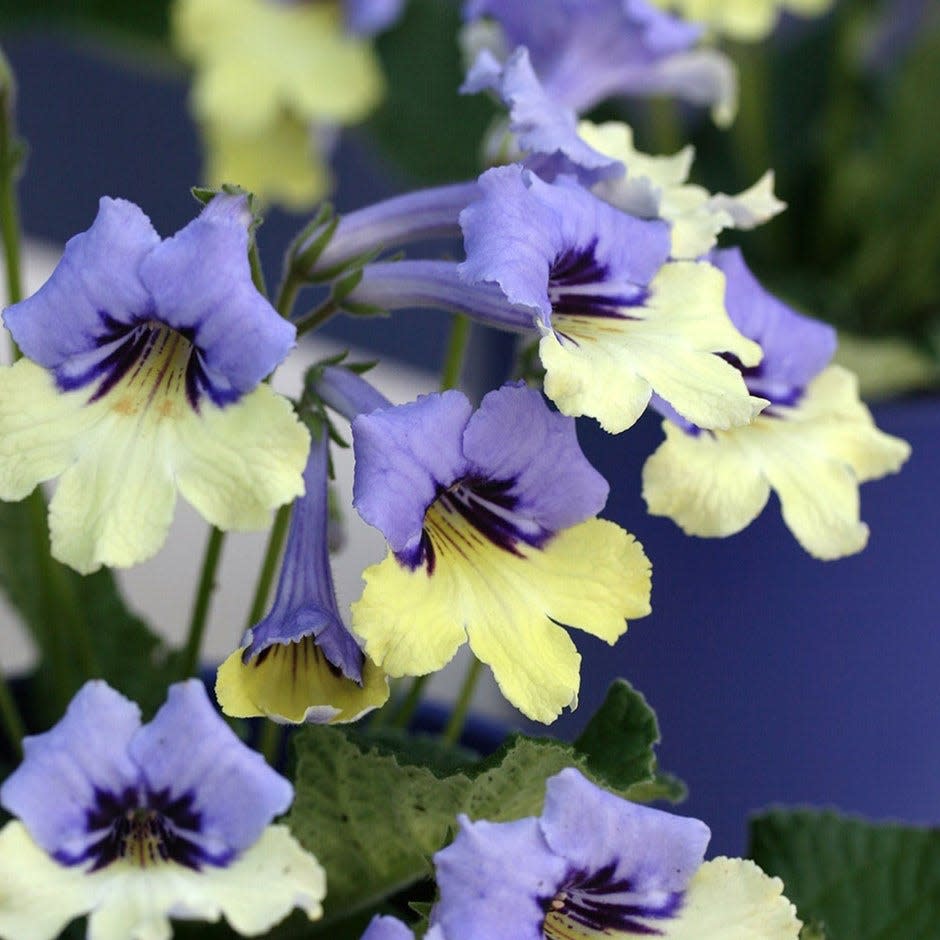 Plant of the year winner 2010 - Streptocarpus 'Harlequin Blue'