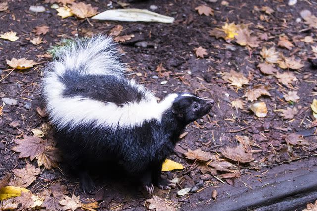 <p>Mark Newman</p> A skunk in the woods