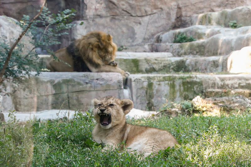 Rome's Bioparco zoo unveils two adorable lion cubs which were born in the midst of Italy's coronavirus disease (COVID-19) lockdown in Rome