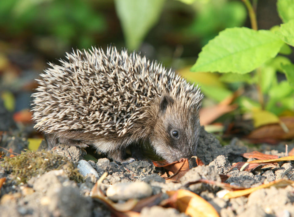 Intensive farming and pesticides are threatening the hedgehog population (Picture: PA)