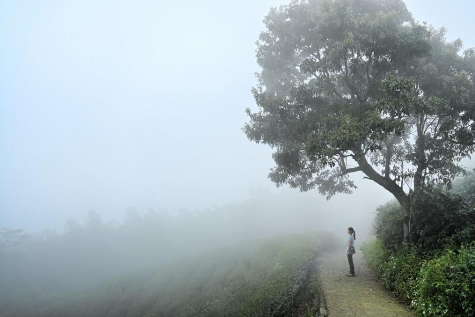 有親民版抹茶山之稱的二尖山步道。（記者張翔 翻攝）