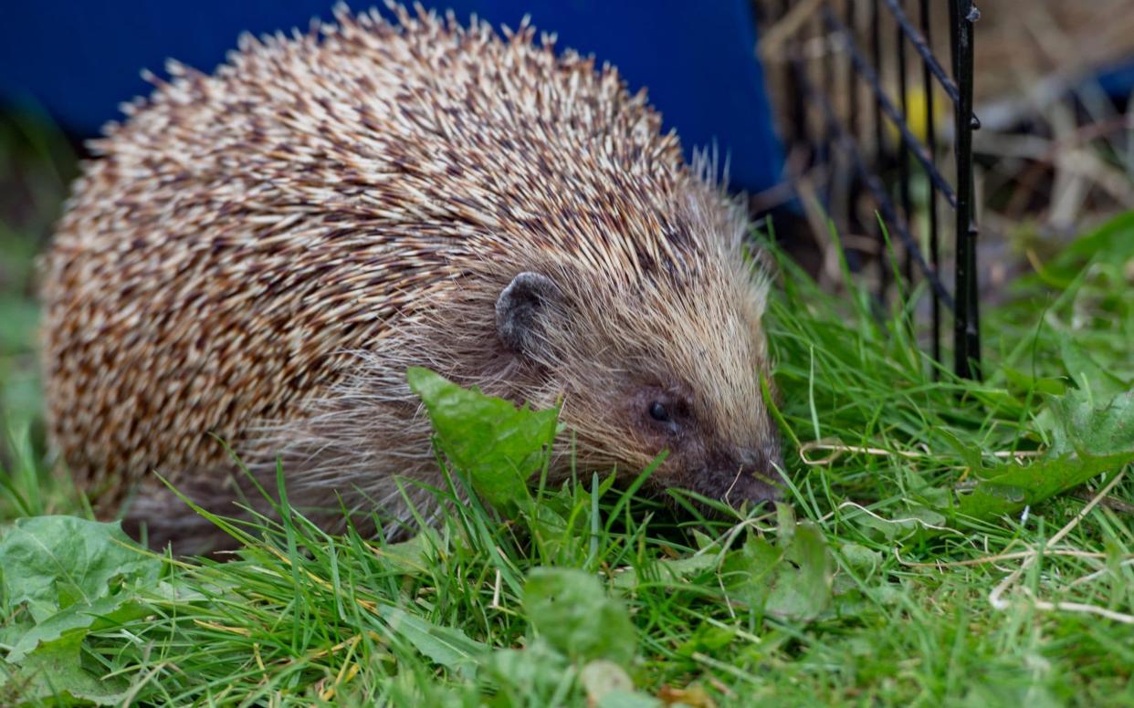 Researchers said more than 300,000 hedgehogs are killed each year on Britain's roads - Charlotte Graham/Guzelian