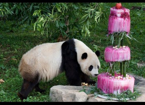 Tai Shan officially celebrated his fourth birthday with singing, guests and a massive, three-tiered "veggie-sicle" cake. The frozen masterpiece was made over the course of two weeks by Zoo commissary staff by freezing a combination of water, beets and beet juice while enhancing it with bamboo and fruit. Tai quickly took to the frozen treat, licking at the ice, spotting his furry face with the melting beet juice. 
