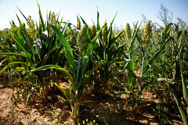 Plantas de sorgo cerca de Saint-Escobille