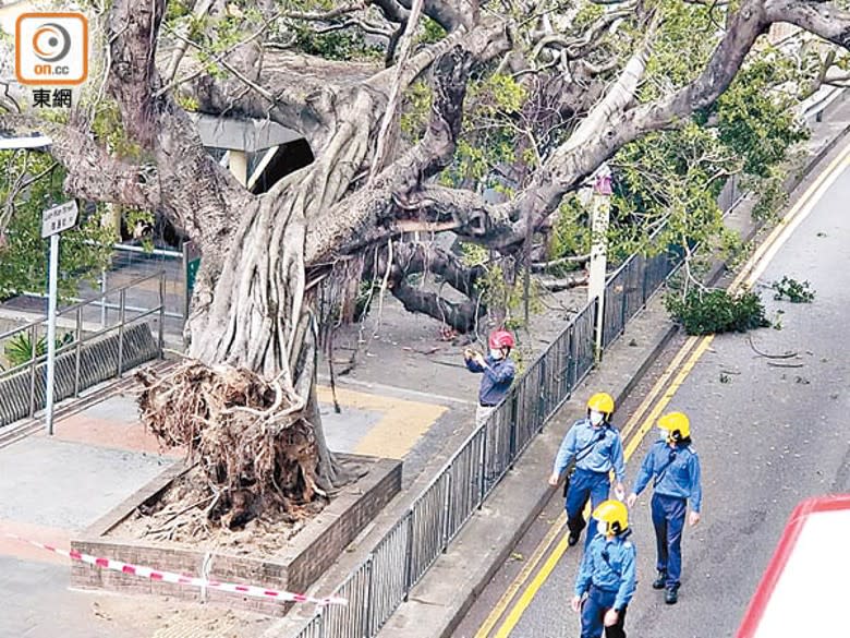 大樹連根拔起，消防到場清理。（朱偉坤攝）