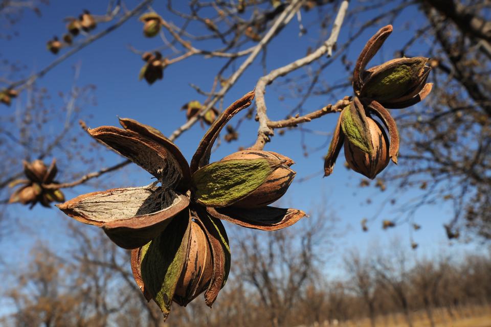 Pecans grow in an orchard at New Mexico State University's Leyendecker Plant Science Center south of Las Cruces, N.M.