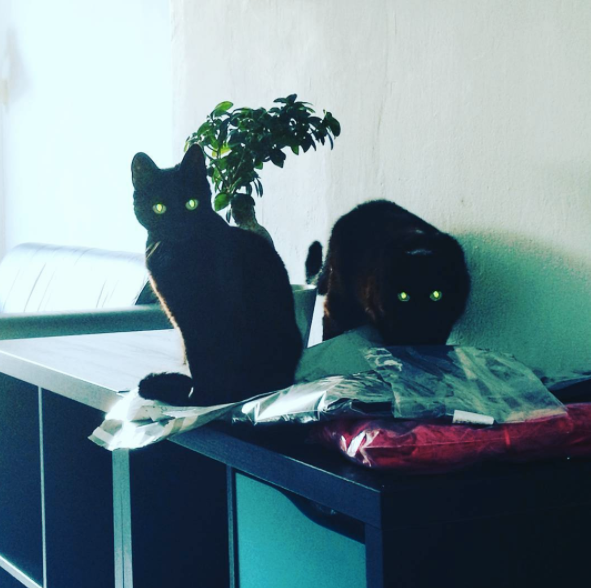 Evil cats plotting murder! Confirmed.