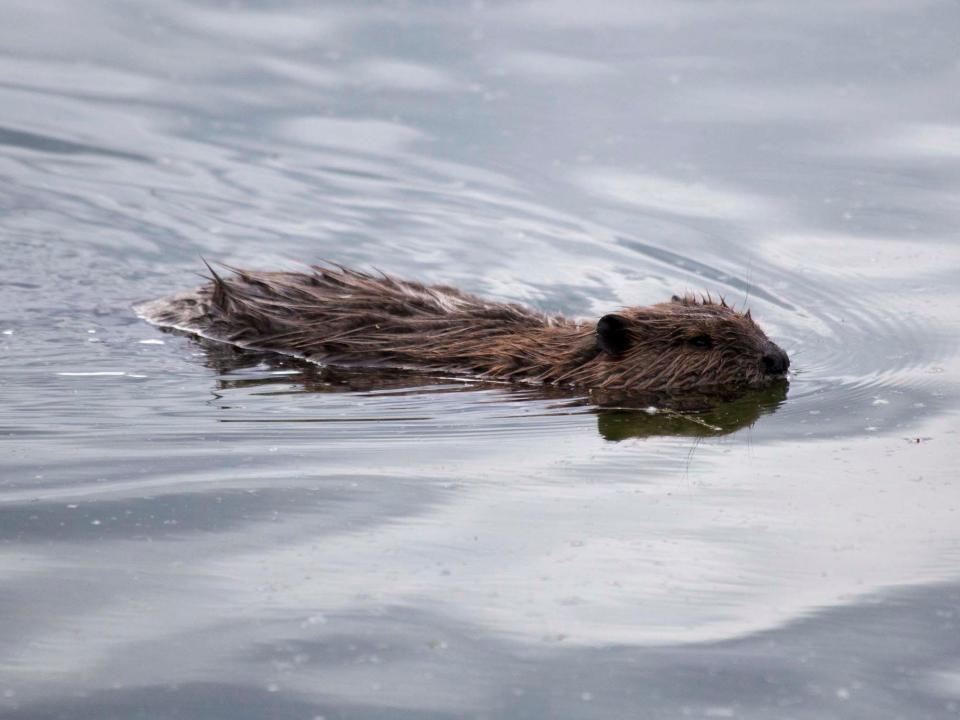 beaver swims through smooth water