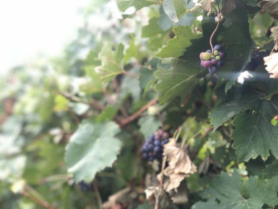 Grapes left on the vine after the early harvest at Masottina vineyard (Emma Henderson)