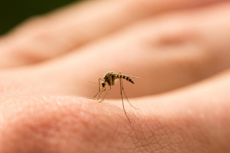 Close-up of a mosquito on human skin, common in articles about health and wellness for avoiding mosquito bites