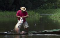 Villager Edson de Souza from the Rumao Island community pulls into his canoe an arapaima or pirarucu, the largest freshwater fish species in South America and one of the largest in the world, while fishing in a branch of the Solimoes river, one of the main tributaries of the Amazon, in the Mamiraua nature reserve near Fonte Boa about 600 km (373 miles) west of Manaus, November 24, 2013. Catching the arapaima, a fish that is sought after for its meat and is considered by biologists to be a living fossil, is only allowed once a year by Brazil's environmental protection agency. The minimum size allowed for a fisherman to keep an arapaima is 1.5 meters (4.9 feet). Picture taken November 24, 2013. REUTERS/Bruno Kelly (BRAZIL - Tags: ENVIRONMENT SOCIETY ANIMALS) ATTENTION EDITORS: PICTURE 10 OF 22 FOR PACKAGE 'FISHING FOR BRAZIL'S FOSSILS'. TO FIND ALL IMAGES SEARCH 'ARAPAIMA KELLY'