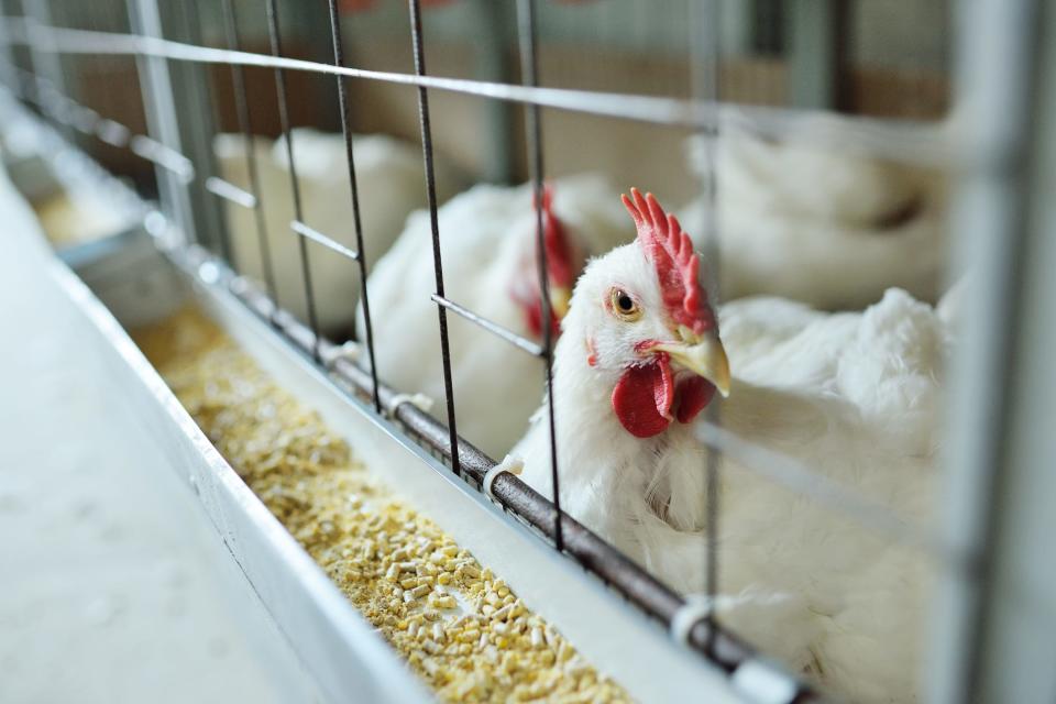 Broiler chickens eat food on a poultry farm. Scientists in Athens, Georgia are working on vaccines against strains of the avian flu.